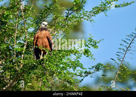 Falco nero (Busarellus nigricollis) Foto Stock