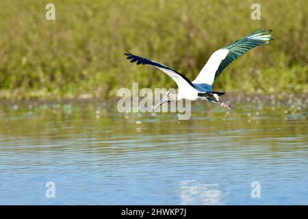 Una soletta cicogna di legno (Mycteria americana) che vola sull'acqua a Crooked Tree, Belize. L'iridescenza verde delle sue ali è chiaramente visibile. Foto Stock