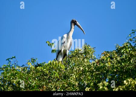 Una cicogna di legno soleggiato (Mycteria americana) arroccata sulla sommità di un albero in albero storto, Belize. Foto Stock