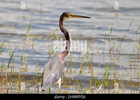 Un leone Tricolored Heron (Egretta tricolore), di profilo tra le erbe e l'acqua, nella zona umida dell'albero storto, Belize. Foto Stock