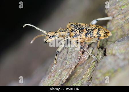 Longhorn Beetle Rhagium sycophanta (Cerambycidae) seduta su corteccia di quercia, foto macro Foto Stock