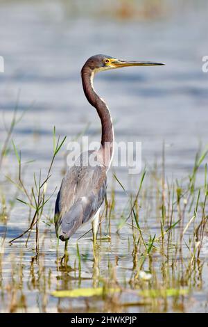 Un leone Tricolored Heron (Egretta tricolore), di profilo tra le erbe e l'acqua, nella zona umida dell'albero storto, Belize. Foto Stock