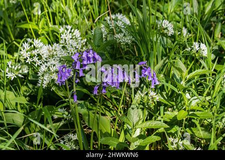 Un primo piano di Bluebells nativi e aglio selvaggio che crescono in un habitat boschivo. Suffolk, Regno Unito Foto Stock