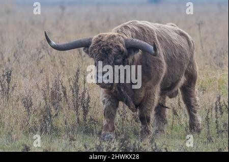 Un grande Highland Bul che cammina attraverso la prateria . Ha corna enormi ed è usato per pascolo di conservazione nelle Fens di Cambridgeshire. REGNO UNITO Foto Stock