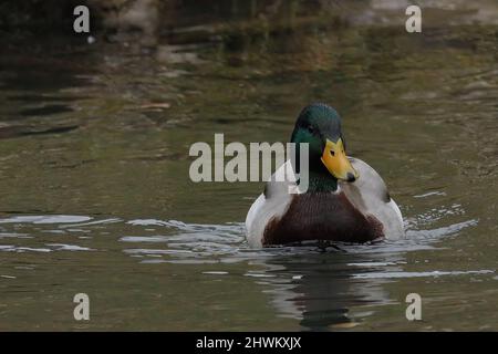 nuoto drake mallard in un fiume Foto Stock