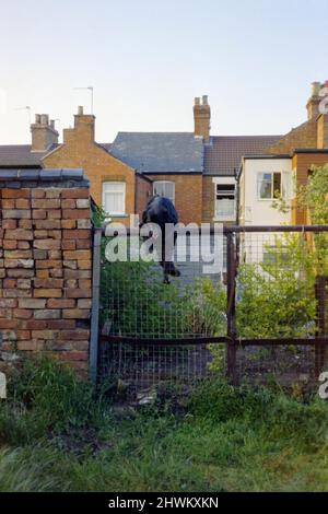 giovane collie bordo cross dog arrampicata su recinto alto per sfuggire i suoi proprietari giardino 1980s rugby inghilterra regno unito Foto Stock