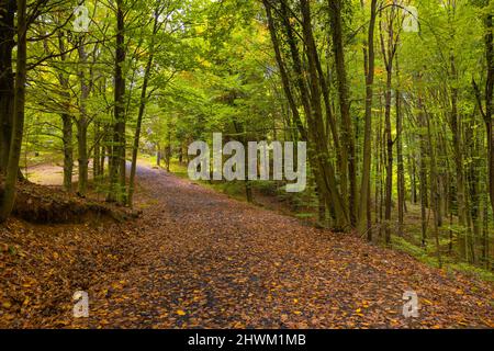 Foresta in autunno. Foto di sfondo autunno. Foglie marroni sulla terra nella foresta. Foto Stock