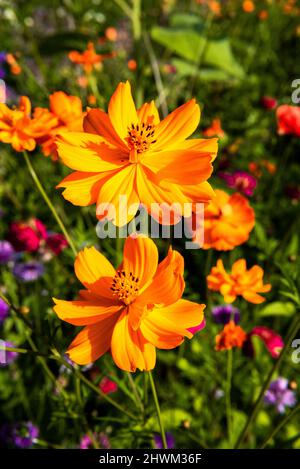 Due fiori di comos arancioni Foto Stock