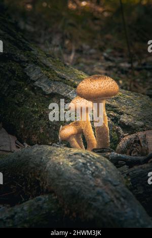 Funghi arancioni che crescono tra le radici di un albero Foto Stock