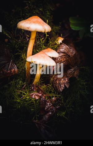 Primo piano su hypholoma fasciculare o tuft di zolfo Foto Stock