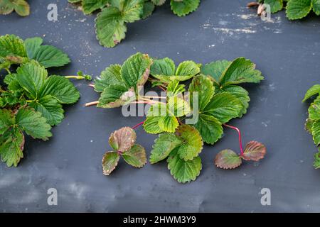 Coltivazione di fragole sotto plastica protettiva (pacciame di plastica) Foto Stock