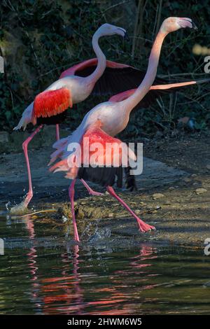 Fenicotteri in esecuzione nelle acque del loro stagno Foto Stock