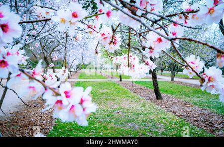 Mandorli in fiore a Madrid. Parco del Retiro. Foto Stock