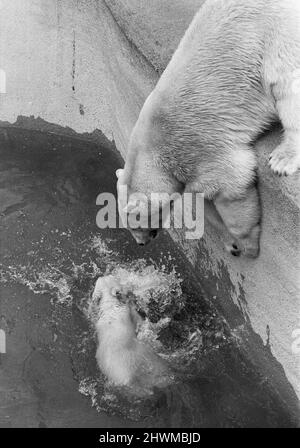 Paddywack il cucciolo dell'orso polare dello Zoo di Londra prende il suo primo tuffo nella sua piscina e ha fatto una nuotata, frollato, spruzzato e goduto completamente se stesso.Un portavoce dello zoo ha detto 'Paddywack è stato il cub dell'orso polare più riluttante a nuotare nella storia dello Zoo'. La nostra foto mostra: Madre Sally dando incoraggiamento al suo cucciolo dal lato della piscina. 27th aprile 1973 Foto Stock