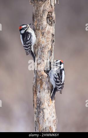 Picchio di pecora (Dryobates pubescens) Foto Stock