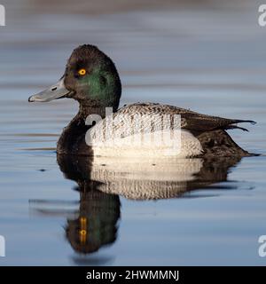 Scarabeo minore (Aythya affinis) drake nuotare sull'acqua, nota: Testa paesaggio meno 'ingombrante' rispetto a scarabeo maggiore Foto Stock