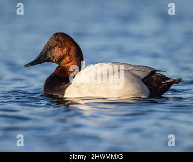 Canvasback (Aythya valisineria) drake nuoto sul lago Colorado, Stati Uniti Foto Stock