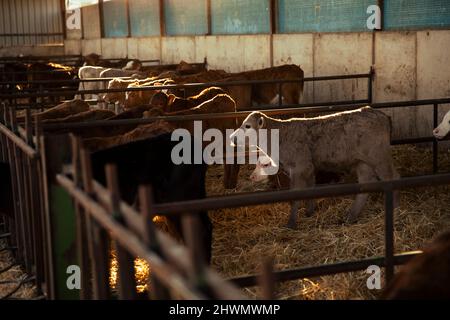 Vitelli adorabili all'interno della stalla Foto Stock