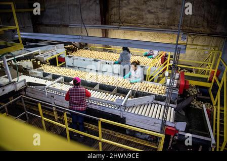 I lavoratori agricoli smistano le patate su un trasportatore Foto Stock