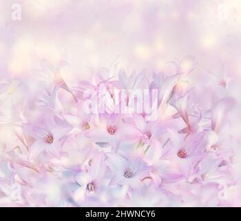 Rosa pioggia Giglio (Zephyranthes rosea) Fiori . Foto Stock