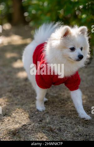 White Pomeranian nel Sunshine Park Foto Stock