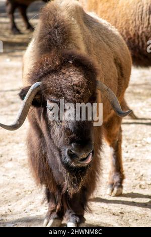 Il bisonte americano, è una specie di bisonte americana che un tempo si era inzottita nel Nord America in vaste mandrie. I bisonti sono spesso chiamati bufali. Bisonte bisonte bisonte. Foto Stock