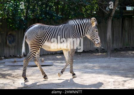 Le zebre sono equine africane con distintivi cappotti a strisce in bianco e nero. Ci sono tre specie viventi: La zebra di Grévy, la zebra pianeggiante, e le moZebre sono equini africani con strisce bianche e nere distintive. Foto Stock