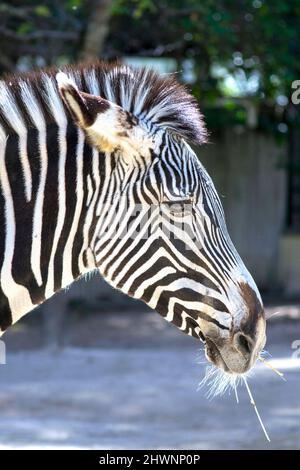 Le zebre sono equine africane con distintivi cappotti a strisce in bianco e nero. Ci sono tre specie viventi: La zebra di Grévy, la zebra pianeggiante, e le moZebre sono equini africani con strisce bianche e nere distintive. Foto Stock