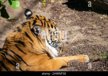 Tiger riposo, Panthera tigris sumatrae. Grande tigre che riposa sul pavimento. Felino grande che prende un pisolino. Foto Stock