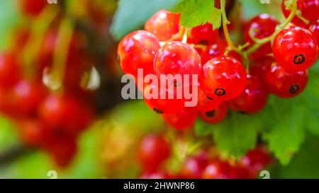 Grappoli di ribes rosso sui rami di un cespuglio alla luce del sole. Concetto di raccolto Foto Stock