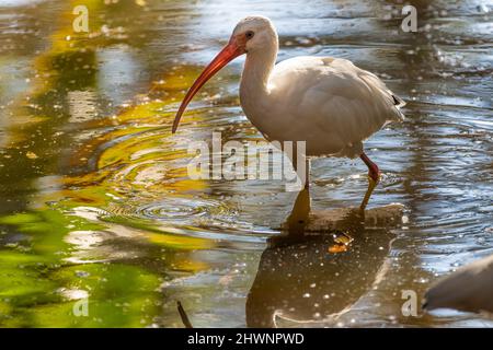 American White ibis (Eudocimus albus) in un laghetto allo zoo e ai giardini di Jacksonville, Florida. (USA) Foto Stock