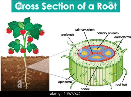 Diagramma che mostra una sezione trasversale di una illustrazione di root Illustrazione Vettoriale