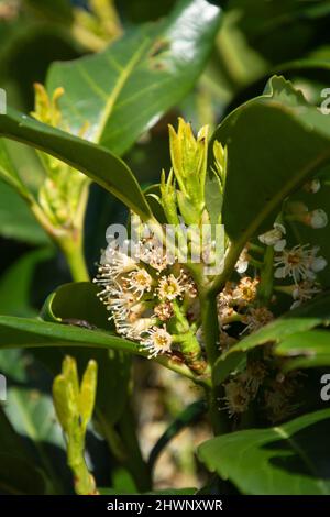 Primo piano delle fioriture di un cespuglio di alloro di ciliegia sempreverdi nel sole primaverile Foto Stock