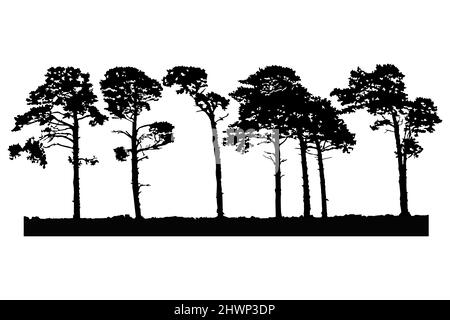 Silhouette di alberi isolata su sfondo bianco. Paesaggio di pino. Foresta di conifere. Grove con gruppo di alberi e silhouette in erba. Illustrazione vettoriale Illustrazione Vettoriale