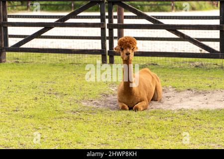 Un'alpaca bianca, marrone, si trova nell'erba verde. Curiosi animali divertenti sul prato. Lana di diversi colori. Curioso, morbido, temi animali Foto Stock