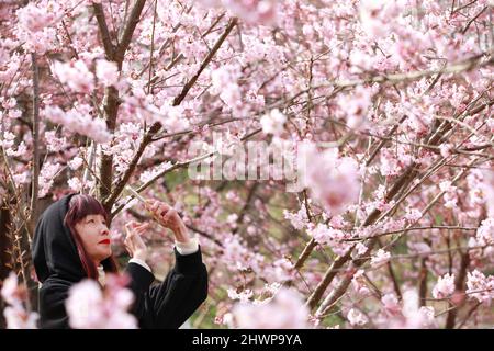 Nanjing, la provincia cinese di Jiangsu. 6th Mar 2022. Una donna scatta foto della fioritura dei ciliegi in primavera a Nanjing, provincia di Jiangsu, Cina orientale, 6 marzo 2022. Credit: Liu Jianhua/Xinhua/Alamy Live News Foto Stock