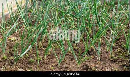 Cipolla biologica (Allium cepa) nota anche come cipolla bulbo o cipolla comune che cresce in giardino. Foto Stock
