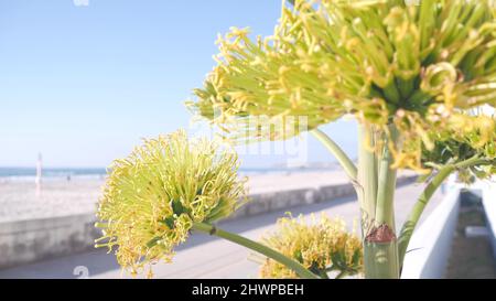 Fiore di agave giallo, gente che cammina dalla spiaggia dell'oceano, costa californiana USA. Fiore di aloe americana, succulenta pianta del secolo e cielo blu estivo. Passeggiata sul lungomare di Mission Beach, San Diego. Foto Stock