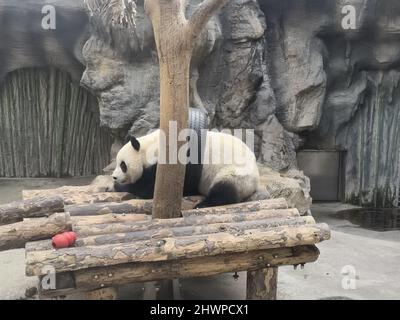 Pechino, Pechino, Cina. 7th Mar 2022. Il 6 marzo 2022, il simpatico e panda gigantesco stava giocando con una ruota di gomma, ma è stato catturato dalla ruota, e l'aspetto ingenuo divertì i turisti. (Credit Image: © SIPA Asia via ZUMA Press Wire) Foto Stock