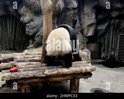 Pechino, Pechino, Cina. 7th Mar 2022. Il 6 marzo 2022, il simpatico e panda gigantesco stava giocando con una ruota di gomma, ma è stato catturato dalla ruota, e l'aspetto ingenuo divertì i turisti. (Credit Image: © SIPA Asia via ZUMA Press Wire) Foto Stock