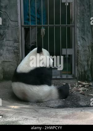 Pechino, Pechino, Cina. 7th Mar 2022. Il 6 marzo 2022, il simpatico e panda gigantesco stava giocando con una ruota di gomma, ma è stato catturato dalla ruota, e l'aspetto ingenuo divertì i turisti. (Credit Image: © SIPA Asia via ZUMA Press Wire) Foto Stock