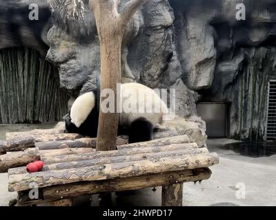 Pechino, Pechino, Cina. 7th Mar 2022. Il 6 marzo 2022, il simpatico e panda gigantesco stava giocando con una ruota di gomma, ma è stato catturato dalla ruota, e l'aspetto ingenuo divertì i turisti. (Credit Image: © SIPA Asia via ZUMA Press Wire) Foto Stock