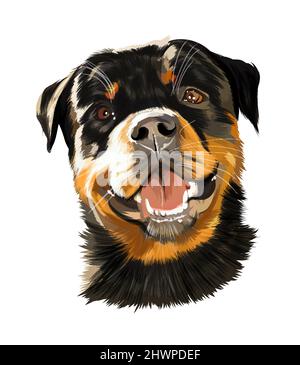 Ritratto di testa di Rottweiler, cane tedesco di razza da vernici multicolore. Disegno colorato. Illustrazione vettoriale di vernici Illustrazione Vettoriale