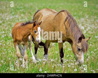 Montagna gallese Pony Mare e castagno Foal grassing insieme in prato Foto Stock