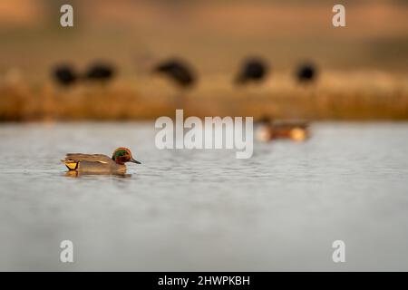 Il teal Eurasiano o il teal comune o il verde Eurasiano il ritratto dell'uccello del teal in azione nuota nella luce dell'ora d'oro al parco nazionale di keoladeo o bharatpur Foto Stock