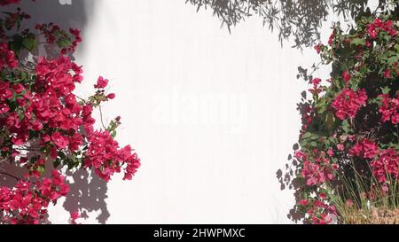 Rosso cremisi bougainvillea fiori fioriscono o fioriscono, ombra su parete bianca di casa. Giardino in stile messicano o spagnolo in California, Palm Springs, USA. Flora esotica tropicale, floricoltura ornamentale. Foto Stock