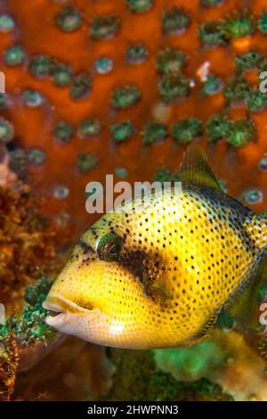 Titan Triggerfish, Balistoides viridesens, Coral Reef, Lembeh, Sulawesi del Nord, Indonesia, Asia Foto Stock