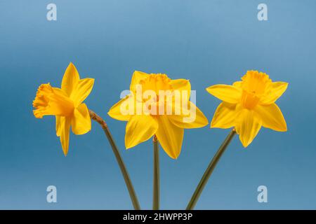 Naffodils gialli isolati su sfondo blu. Primo piano. Foto Stock