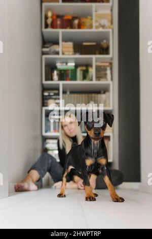 Cane Pinscher in miniatura sul pavimento con donna seduta sullo sfondo a casa Foto Stock