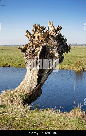 Vecchio salice pollard a lato di un fosso in una giornata di sole all'inizio della primavera nella regione di Krimpenvenwaard nei Paesi Bassi Foto Stock